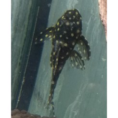 Sugemalle L240 Leporacanthicus sp. 